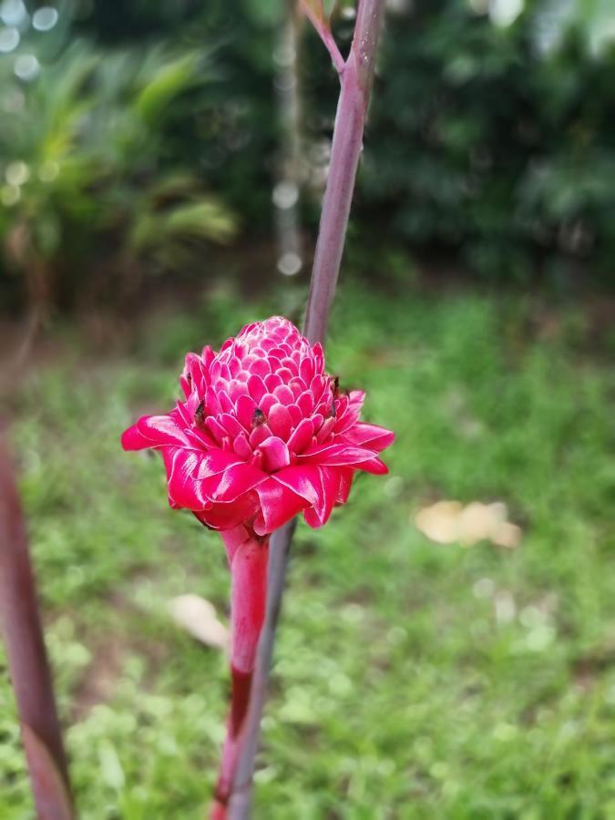 Hospedaje Meryscar Tortuguero Zewnętrze zdjęcie