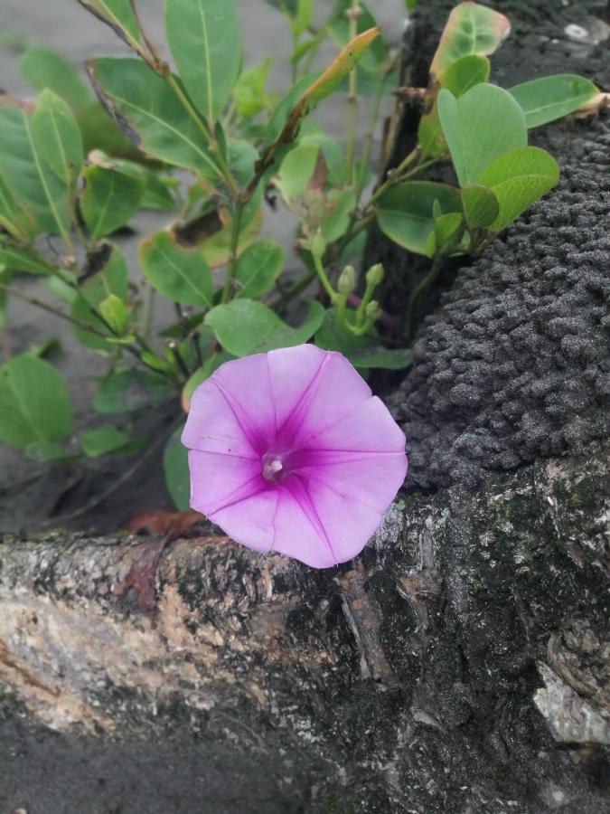 Hospedaje Meryscar Tortuguero Zewnętrze zdjęcie