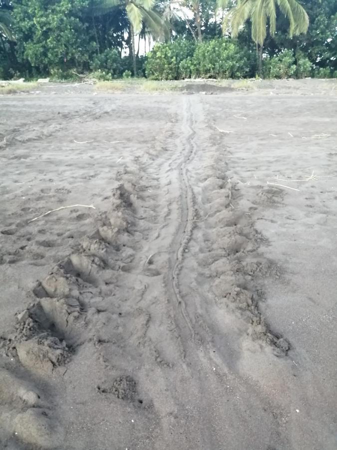 Hospedaje Meryscar Tortuguero Zewnętrze zdjęcie